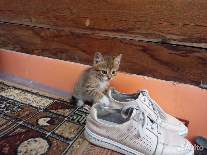 Котята в добрые руки бесплатно