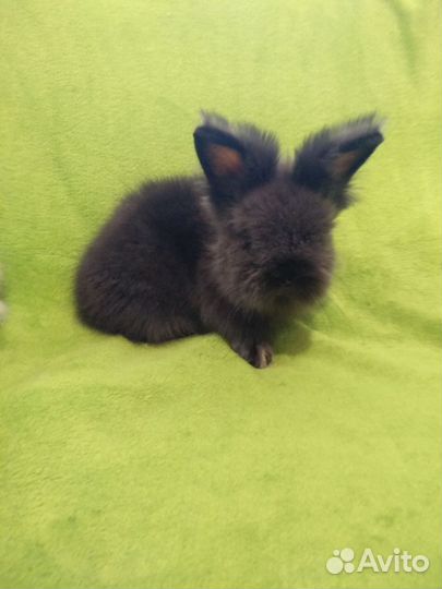 Кролик ангорский карликовый