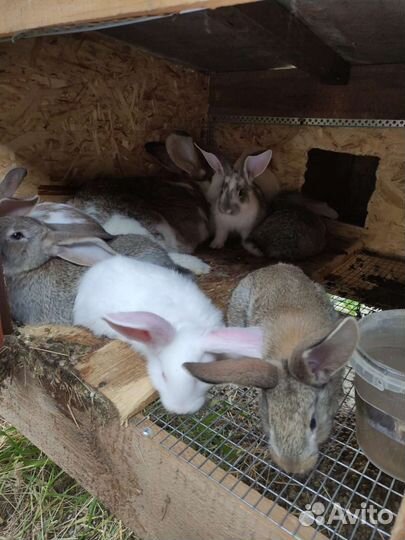 Кролики мясных пород