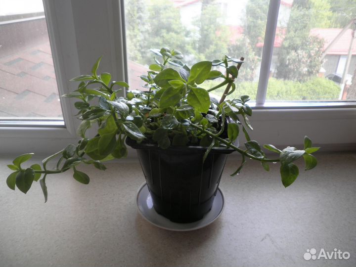 Аптения - цветок