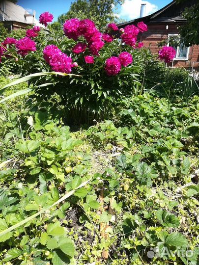 Саженцы крыжовника