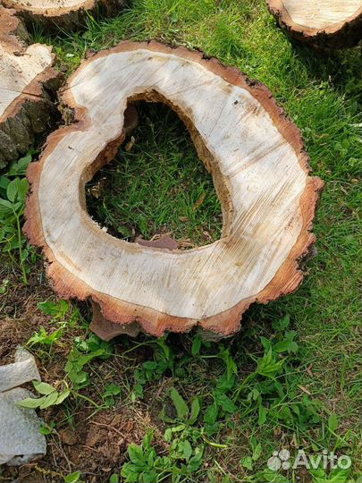 Спилы березы, слэбы