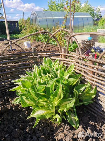 Примула, хоста, чистец