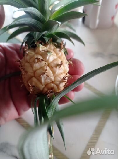 Ананас комнатный мини