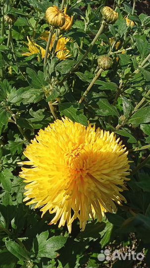 Кусты хризантем