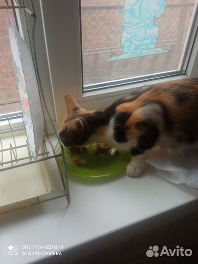 Кошка в добрые руки