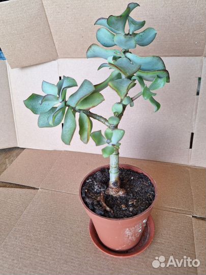 Толстянка Crassula arborescens undulatifolia