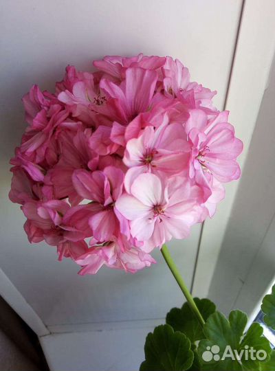 Пеларгония Occold Lagoon