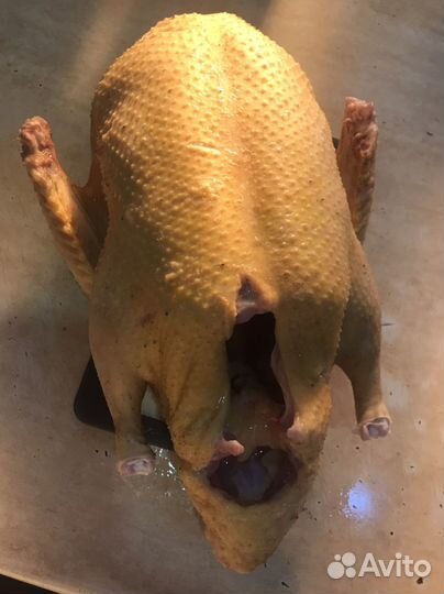 Мускусные утки