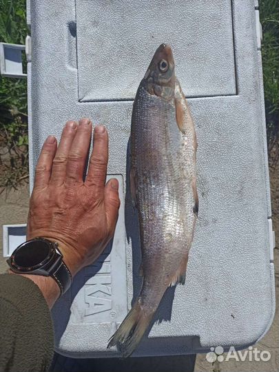 Жирный дикий сиг