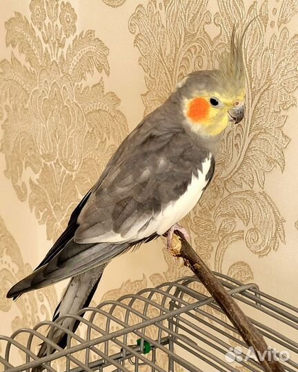 Попугай корелла с клеткой