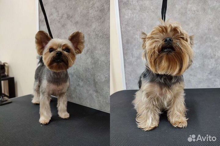 Стрижка собак/стрижка кошек/груминг