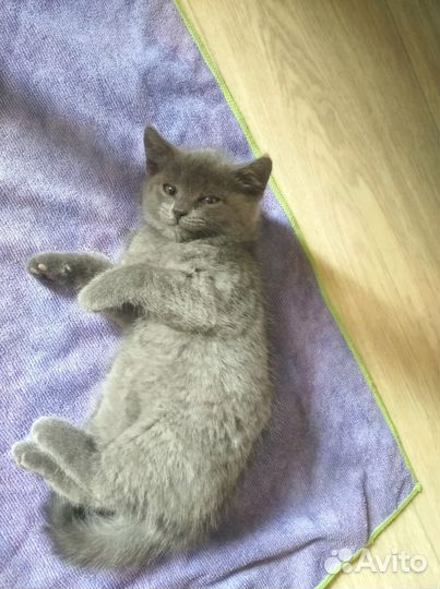 Британская кошка