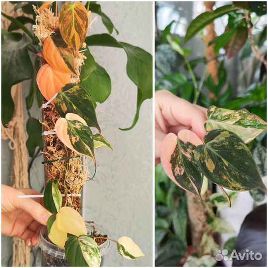 Филодендроны и Сциндапсусы