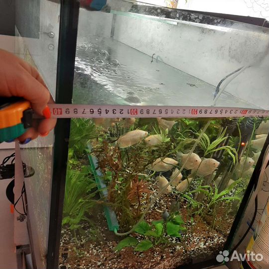 Аквариум
