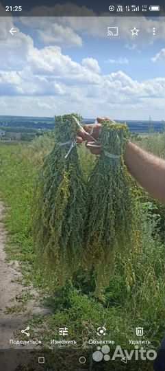 Травы для бани