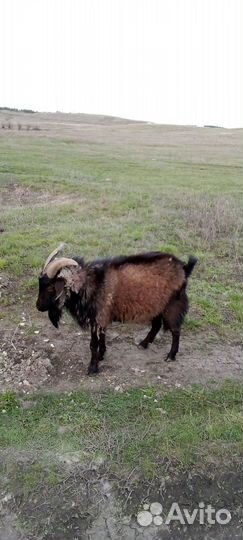 Козы,козлы и козлята