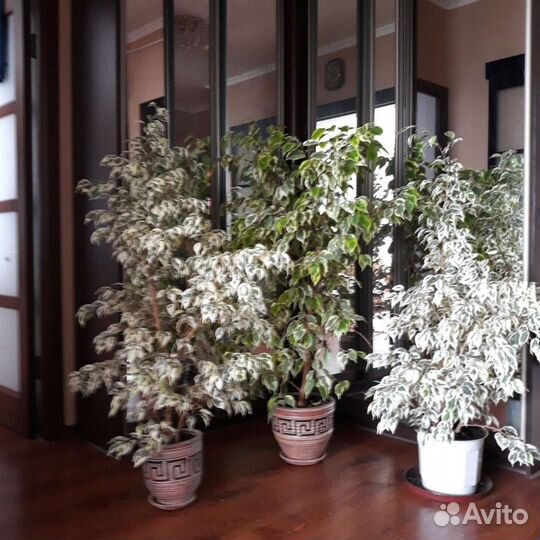 Фикус бенджамина, (в белом продан)