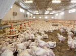 Действующая птицефабрика 90тонн мяса/месяц