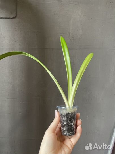 Гиппеаструм, цветы