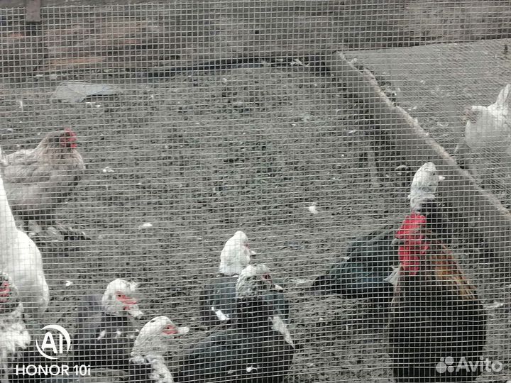 Продом коз, овец и птуцу
