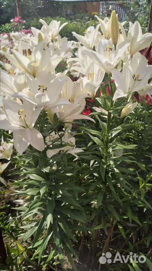 Луковицы лилий сортовых. Высокие и пахнущие