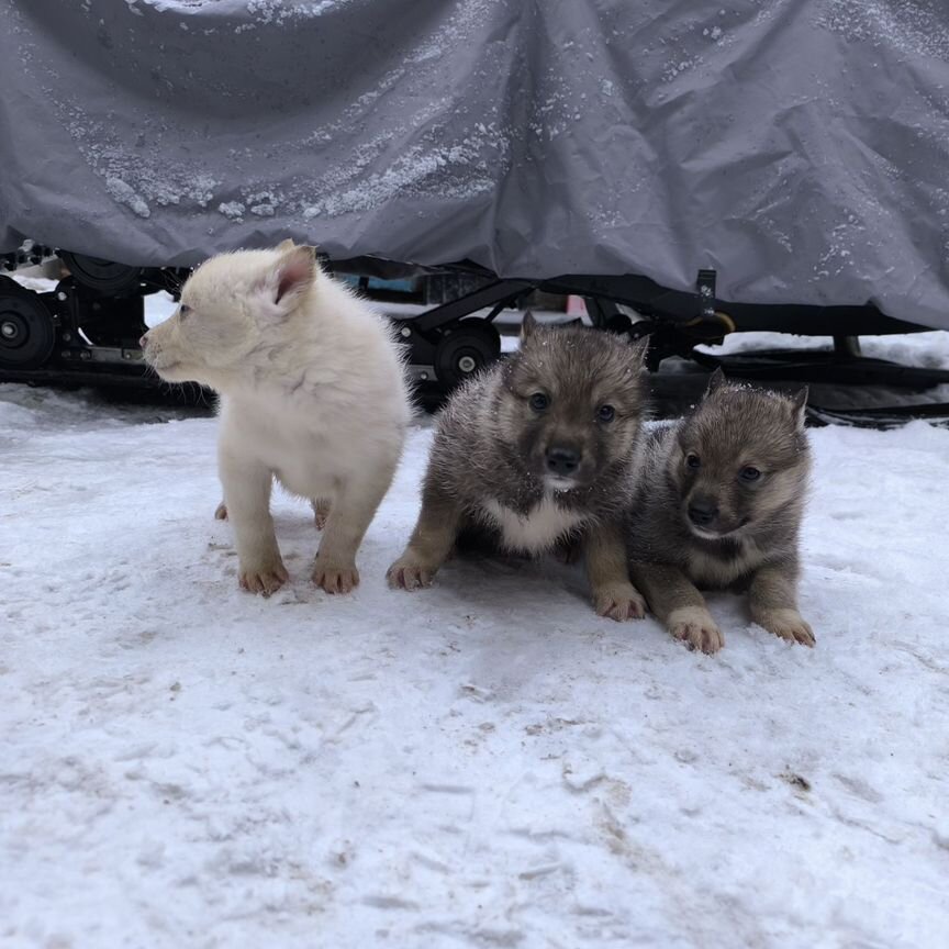 Щенки западно сибирской лайки