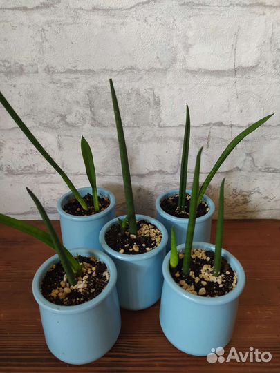 Сансевиерия Бакуларис (цилиндрическая)