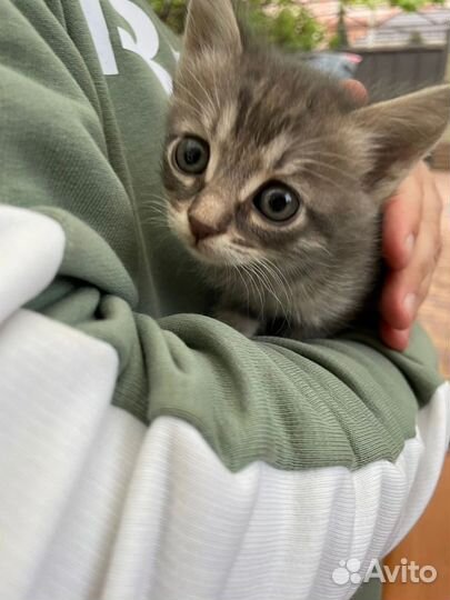 Кошка и котята в беде