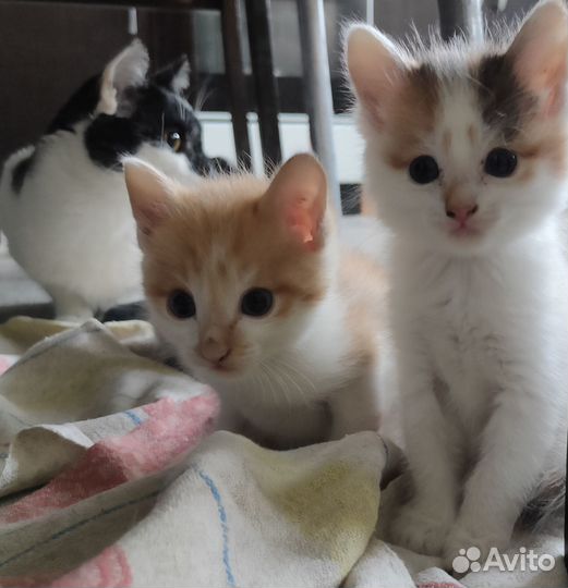 Котята в добрые руки