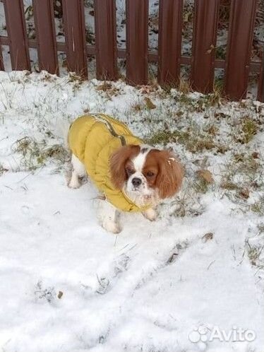 Кавалер кинг чарльз спаниель девочка