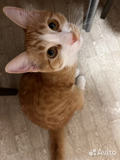 Кошка в дар бесплатно