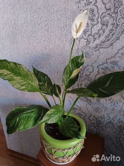 Спатифиллум