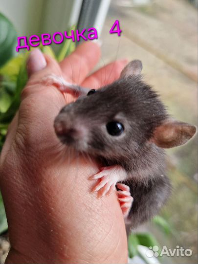 Крыса