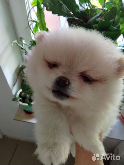 Померанский шпиц мини щенок