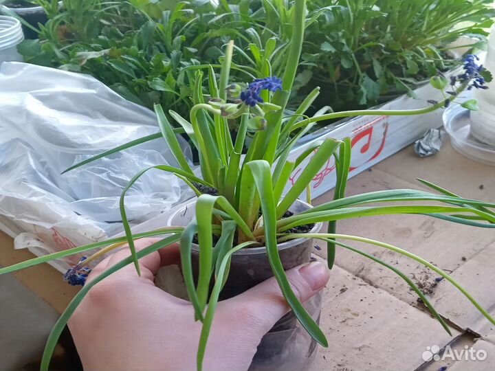 Мускарики и ромашка садовая