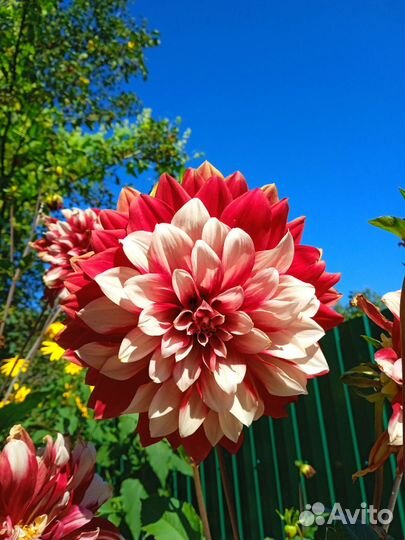 Георгины клубни