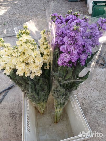 Букеты по 500р