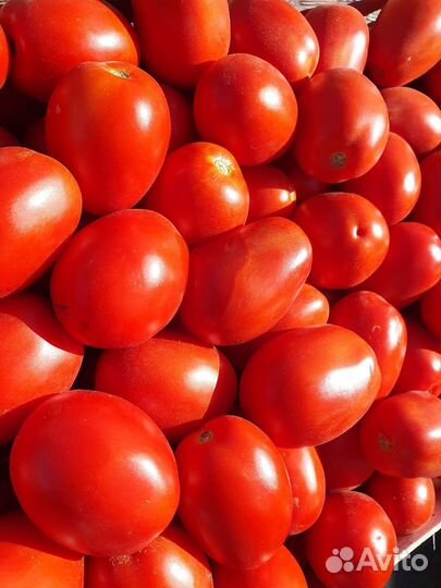 Помидоры сливка