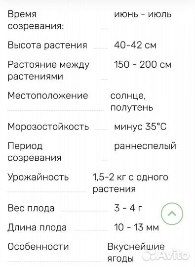 Черника патио Топ хат