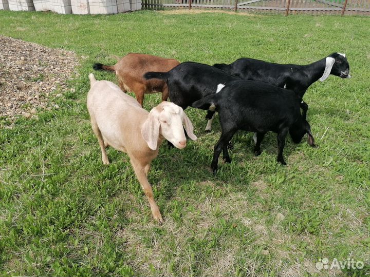 Англо нубийские козы