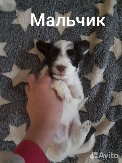 Отдам щенков