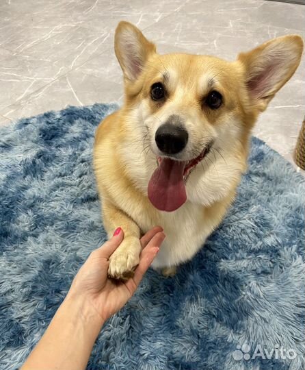 Передержка собак/зоогостиница