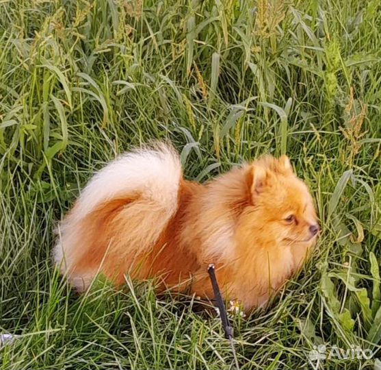 Вязка.немецкий шпиц