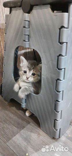 Котята бесплатно