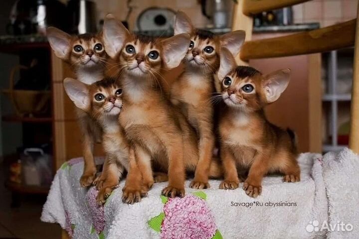 Абиссинские котята