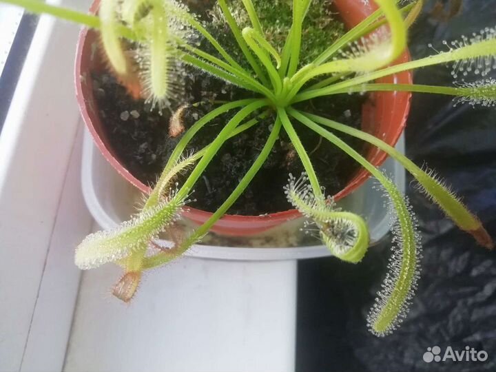 Хищные растения. Росянка капская