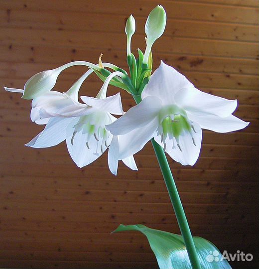 Эухарис амазонская лилия