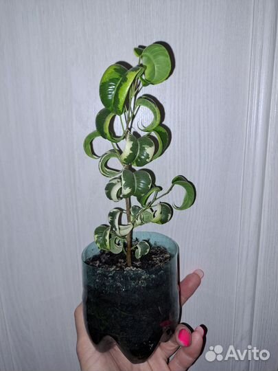 Фикус букле,пестролистный,ирэн,регидан,микрокарпа
