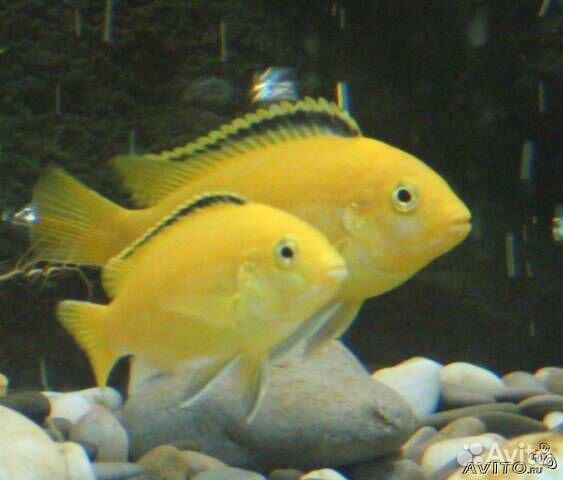 Аквариумные рыбки